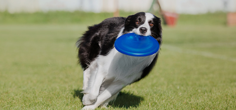 How Much Exercise Does Your Dog Actually Need? (By Age & Breed)