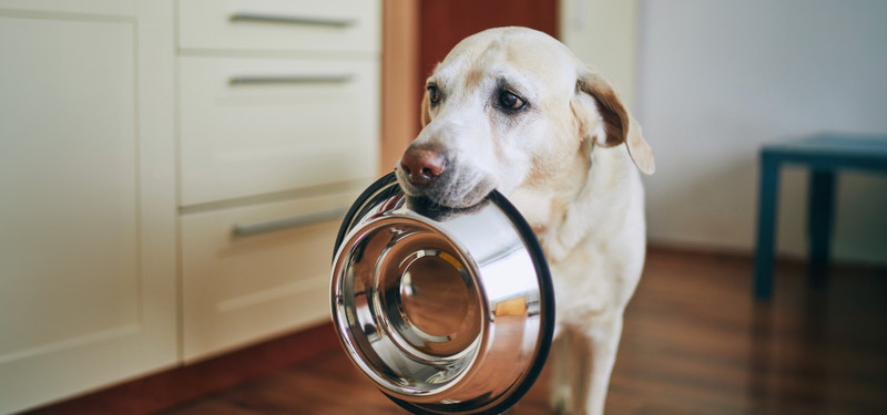 Dog Nutrition 101: What’s Actually in Good Dog Food